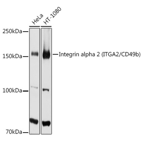 [KO Validated] Integrin alpha 2 (ITGA2/CD49b) Rabbit pAb