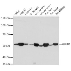 GLUD1 Rabbit pAb