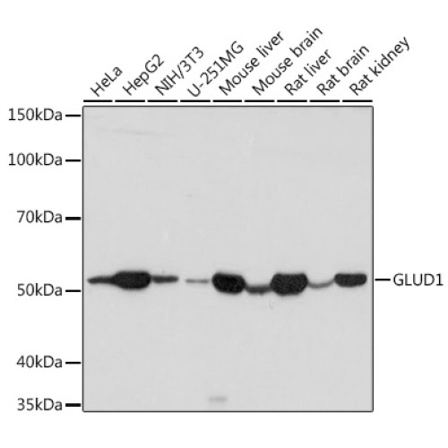 GLUD1 Rabbit pAb
