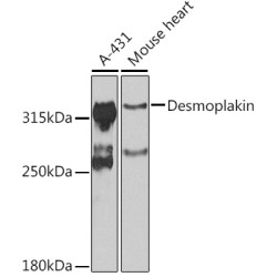 Desmoplakin Rabbit pAb