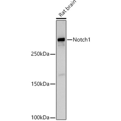 Notch1 Rabbit pAb