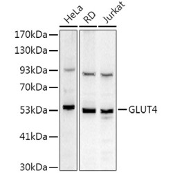GLUT4 Rabbit pAb