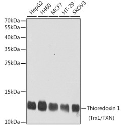 Thioredoxin 1 (Trx1/TXN) Rabbit pAb