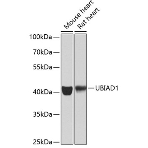 UBIAD1 Rabbit pAb