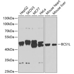 BCS1L Rabbit pAb