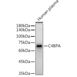 C4BPA Rabbit pAb