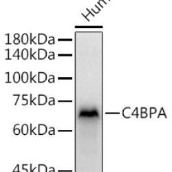 C4BPA Rabbit pAb