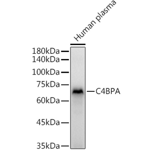 C4BPA Rabbit pAb