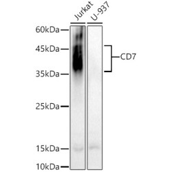 CD7 Rabbit pAb