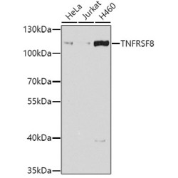 CD30 Rabbit pAb