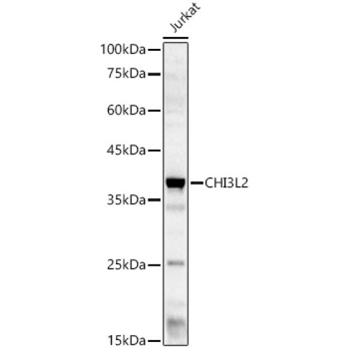 CHI3L2 Rabbit pAb