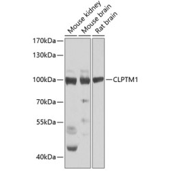 CLPTM1 Rabbit pAb