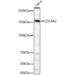 COL4A2 Rabbit pAb