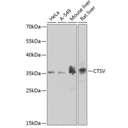 CTSV Rabbit pAb
