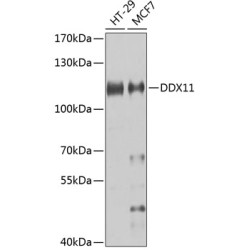 DDX11 Rabbit pAb