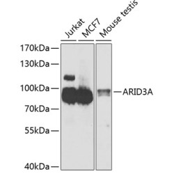 ARID3A Rabbit pAb