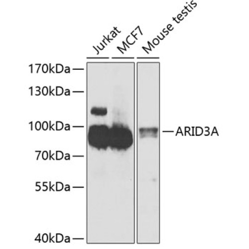 ARID3A Rabbit pAb