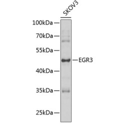 EGR3 Rabbit pAb