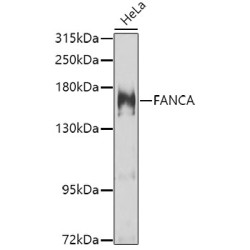 FANCA Rabbit pAb