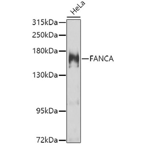 FANCA Rabbit pAb