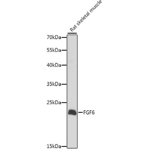 FGF6 Rabbit pAb