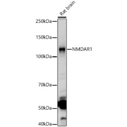 NMDAR1 Rabbit pAb