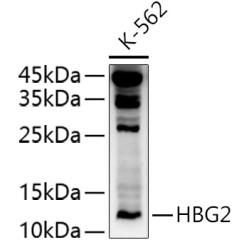 HBG2 Rabbit pAb