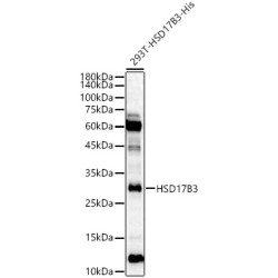 HSD17B3 Rabbit pAb
