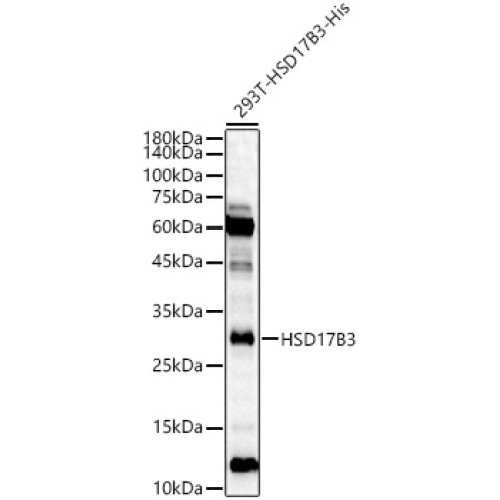 HSD17B3 Rabbit pAb