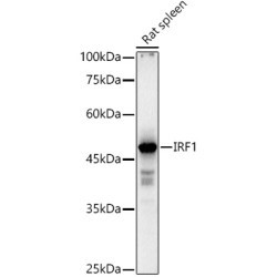 IRF1 Rabbit pAb