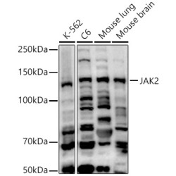 [KO Validated] JAK2 Rabbit pAb