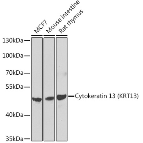 Cytokeratin 13 (KRT13) Rabbit pAb