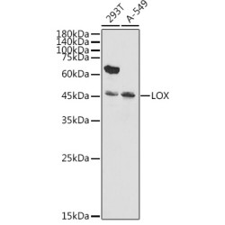 LOX Rabbit pAb