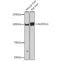 ALDH1L1 Rabbit mAb