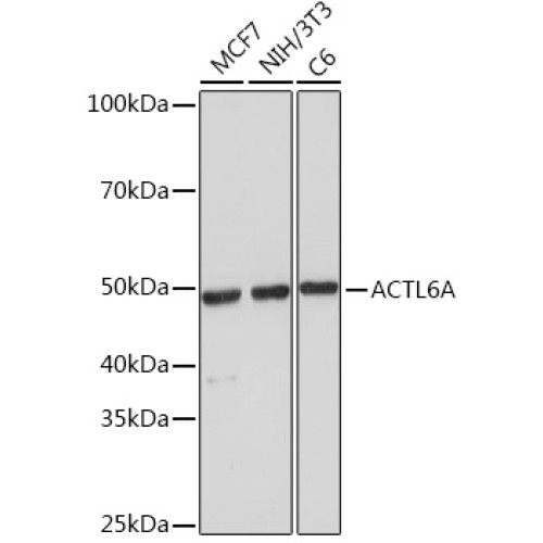 ACTL6A Rabbit mAb