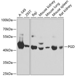 PGD Rabbit pAb