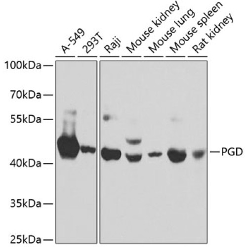 PGD Rabbit pAb