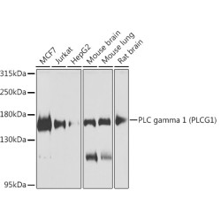 PLC gamma 1 (PLCG1) Rabbit pAb