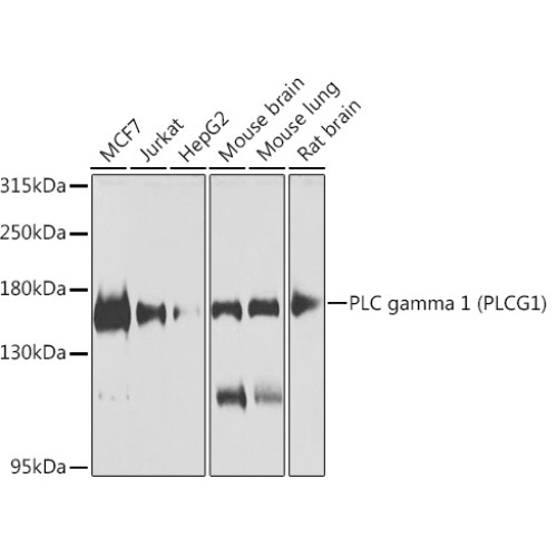PLC gamma 1 (PLCG1) Rabbit pAb