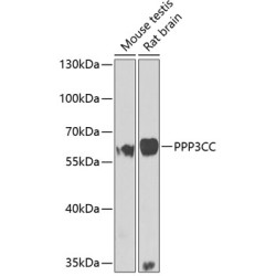 PPP3CC Rabbit pAb