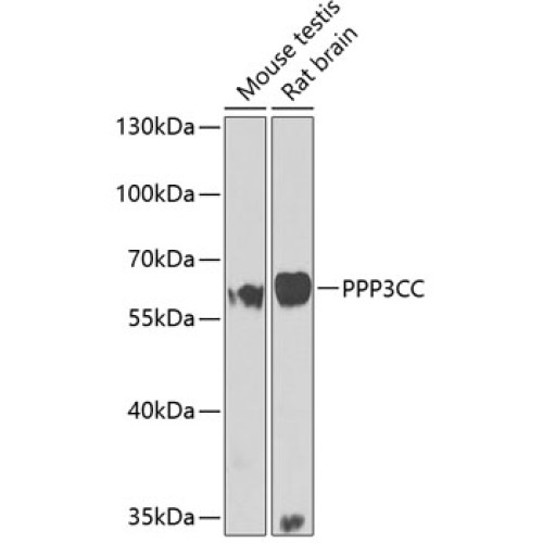 PPP3CC Rabbit pAb