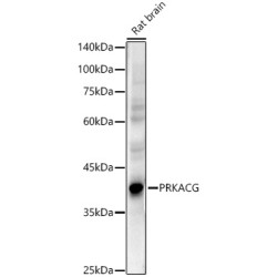 PRKACG Rabbit pAb
