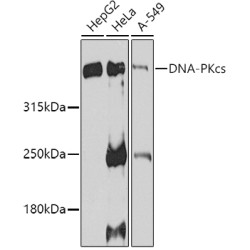 DNA-PKcs Rabbit pAb