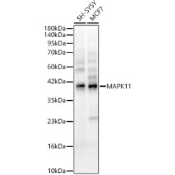 MAPK11 Rabbit pAb