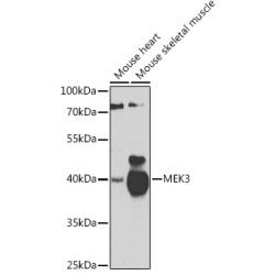 MEK3 Rabbit pAb