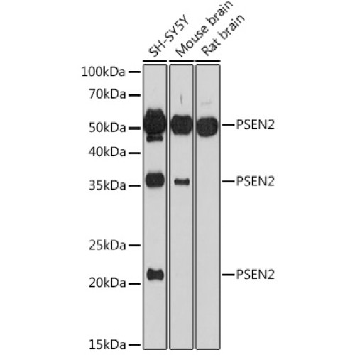 PSEN2 Rabbit pAb