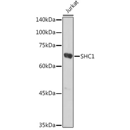 SHC1 Rabbit pAb
