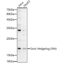 Sonic Hedgehog (Shh) Rabbit pAb