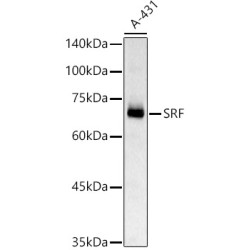 SRF Rabbit pAb