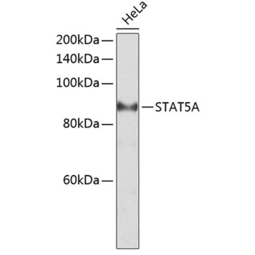 STAT5A Rabbit pAb